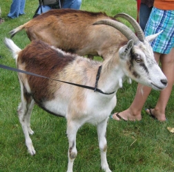 Goat at Farm Day
