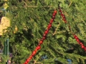 Red Barn Holiday Tree 2011